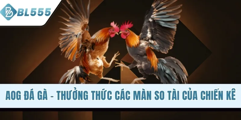 AOG Đá Gà - Thưởng Thức Các Màn So Tài Của Chiến Kê