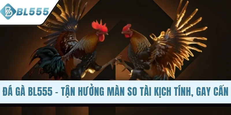 Đá Gà BL555 - Tận Hưởng Màn So Tài Kịch Tính, Gay Cấn