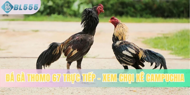 Đá Gà Thomo 67 Trực Tiếp – Xem Chọi Kê Campuchia Mới Nhất
