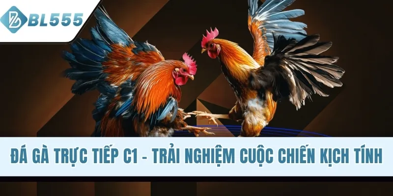 Đá Gà Trực Tiếp C1 - Trải Nghiệm Cuộc Chiến Kịch Tính