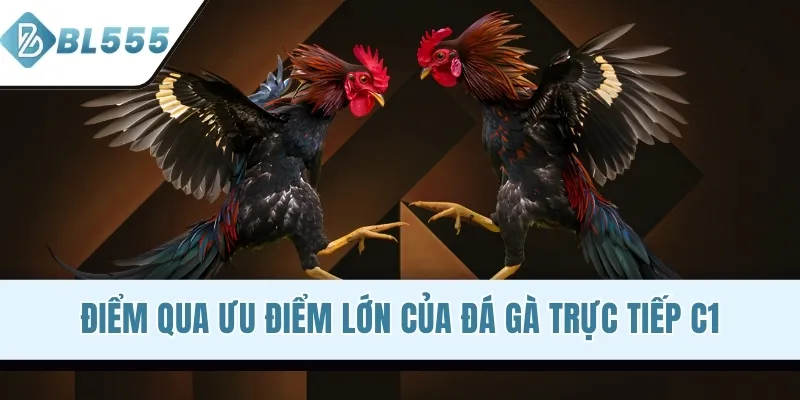 Điểm qua ưu điểm lớn của đá gà trực tiếp C1