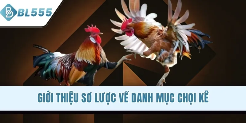 Giới thiệu sơ lược về danh mục chọi kê